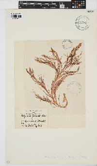 Halymenia formosa image