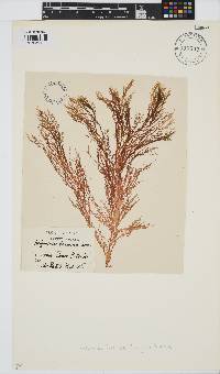 Halymenia formosa image