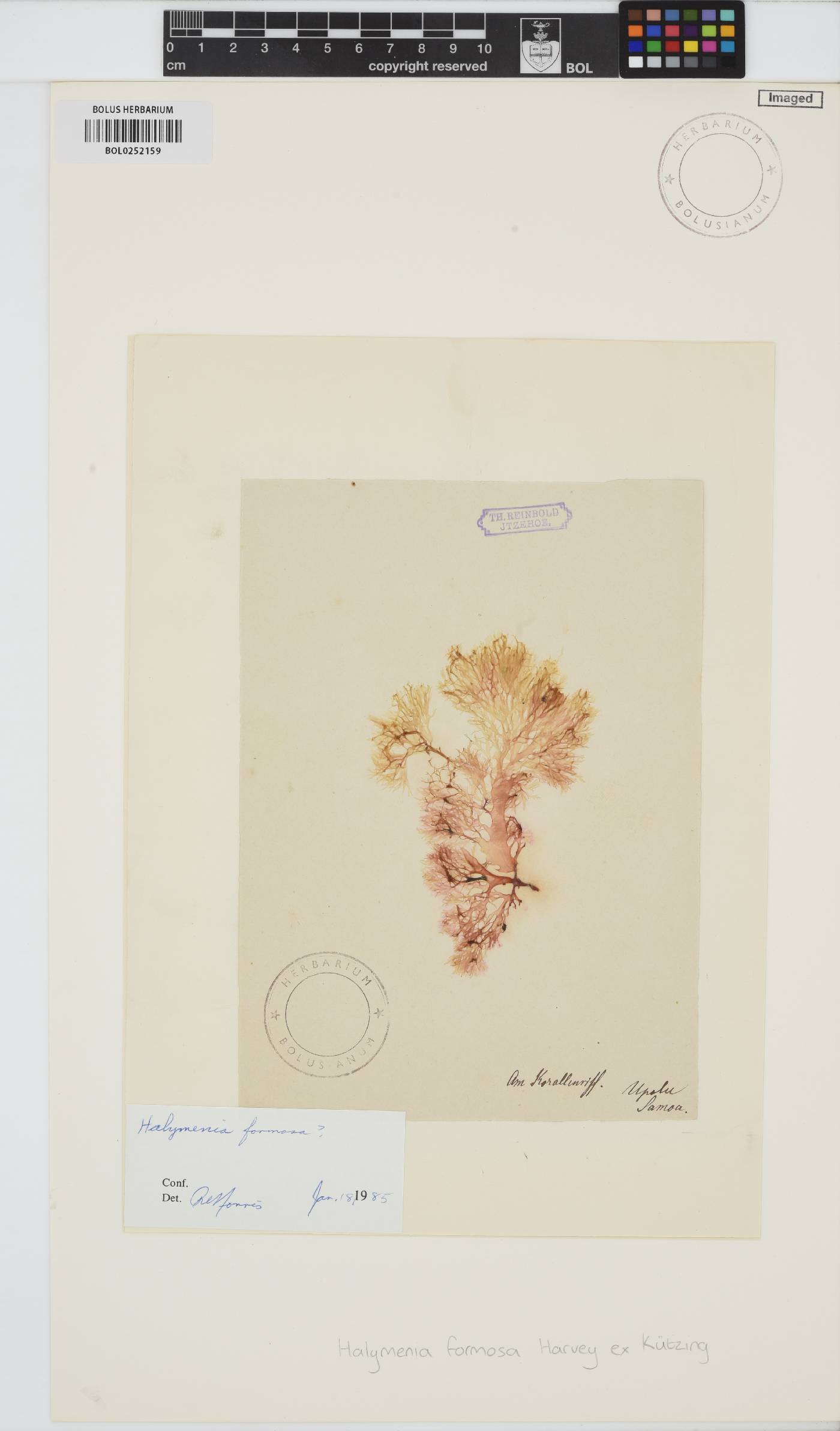 Halymenia formosa image