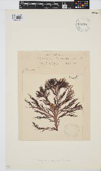 Image of Halymenia lacerata