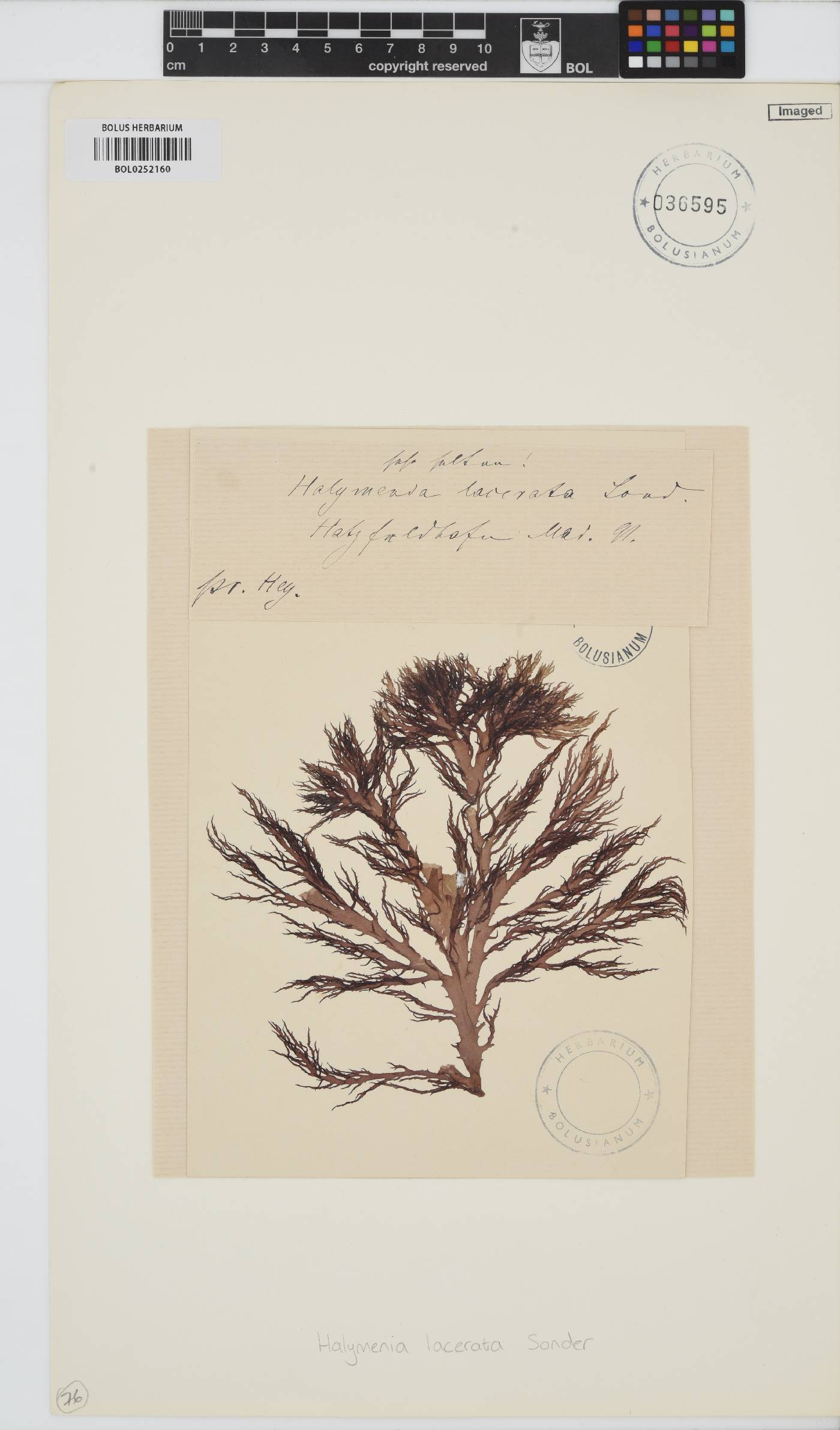 Halymenia lacerata image