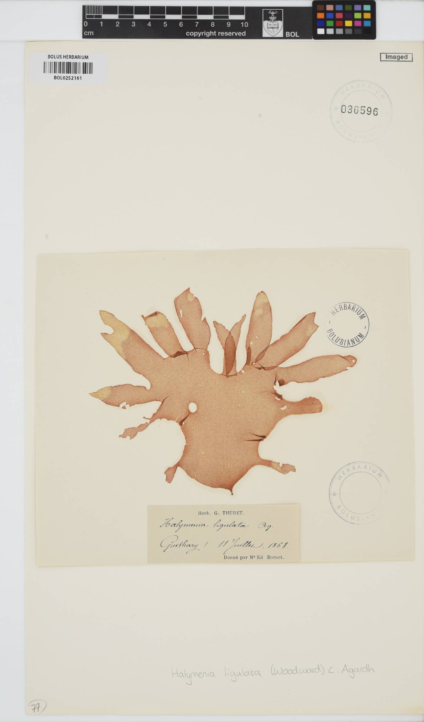Halarachnion ligulatum image