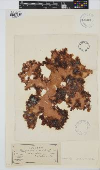 Image of Halymenia maculata