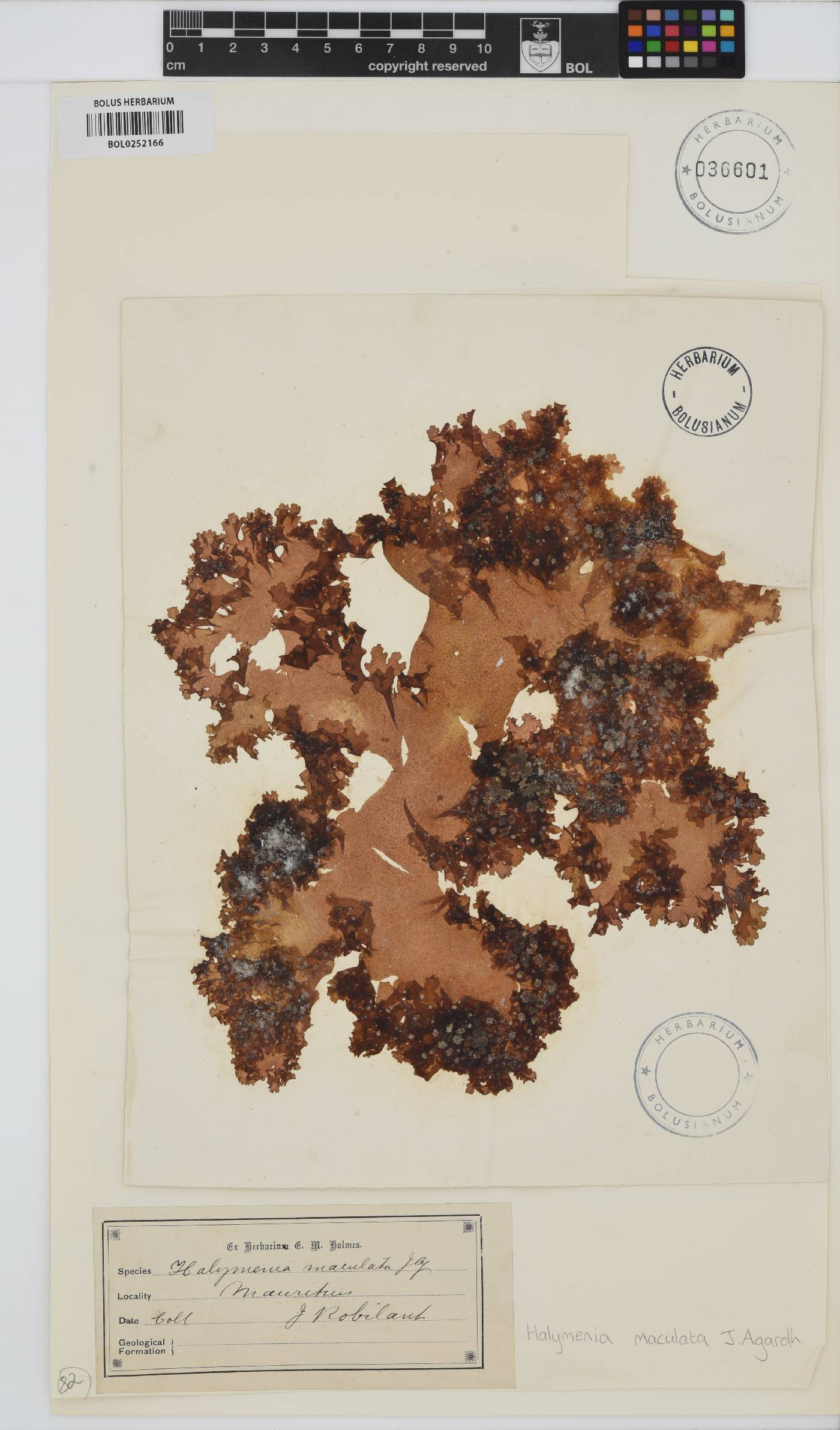 Halymenia maculata image