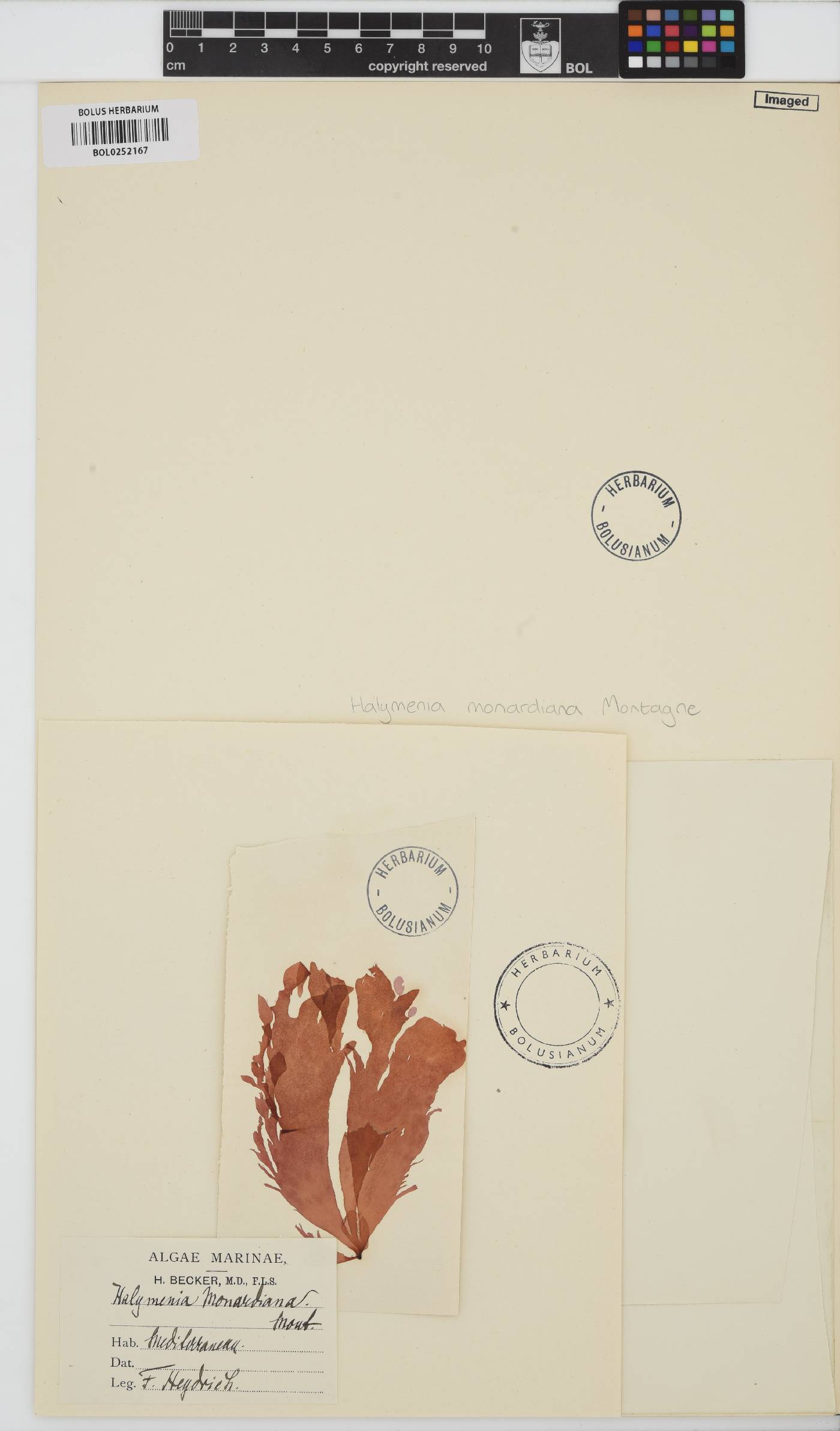 Sebdenia monardiana image