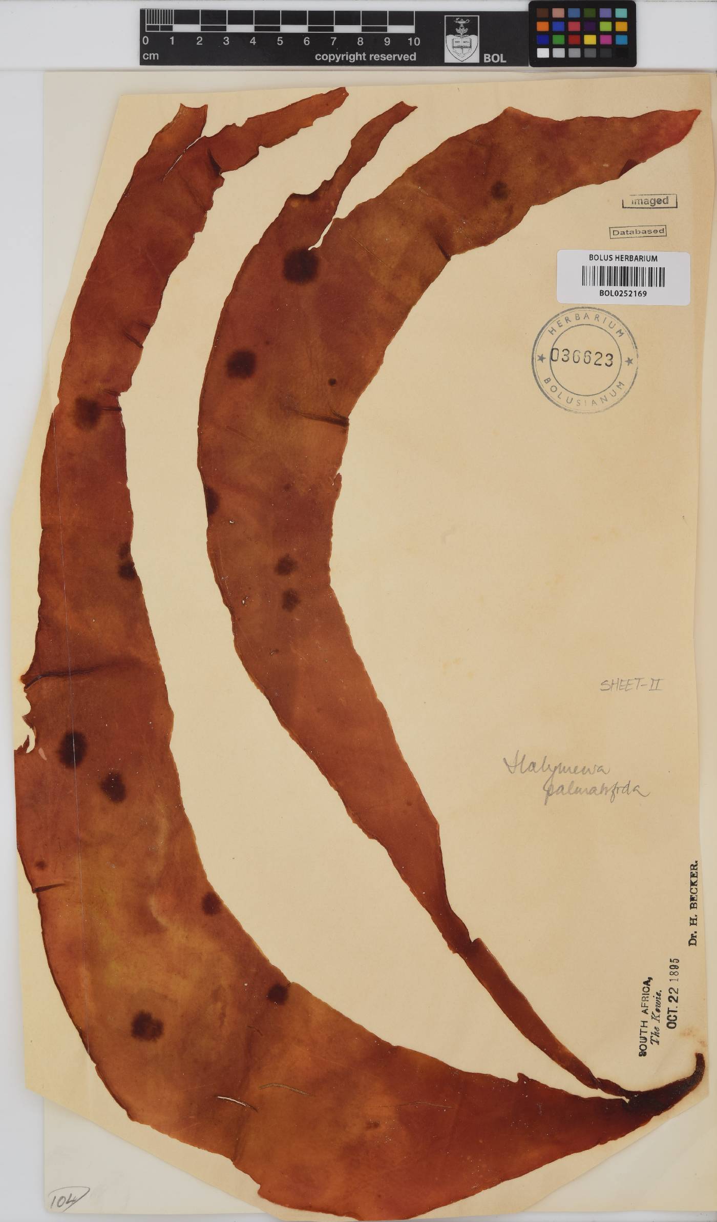 Halymenia image