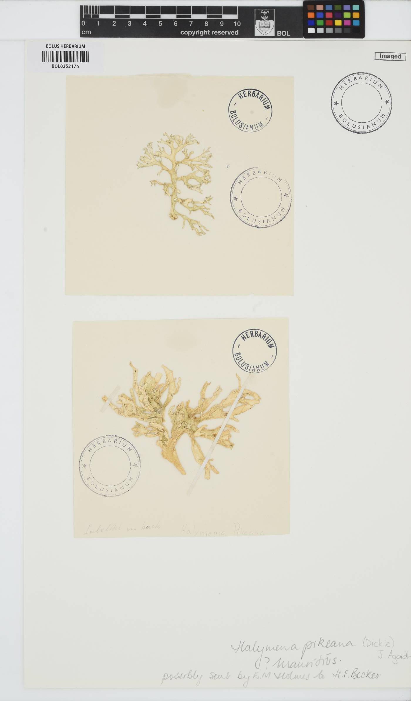 Titanophora pikeana image