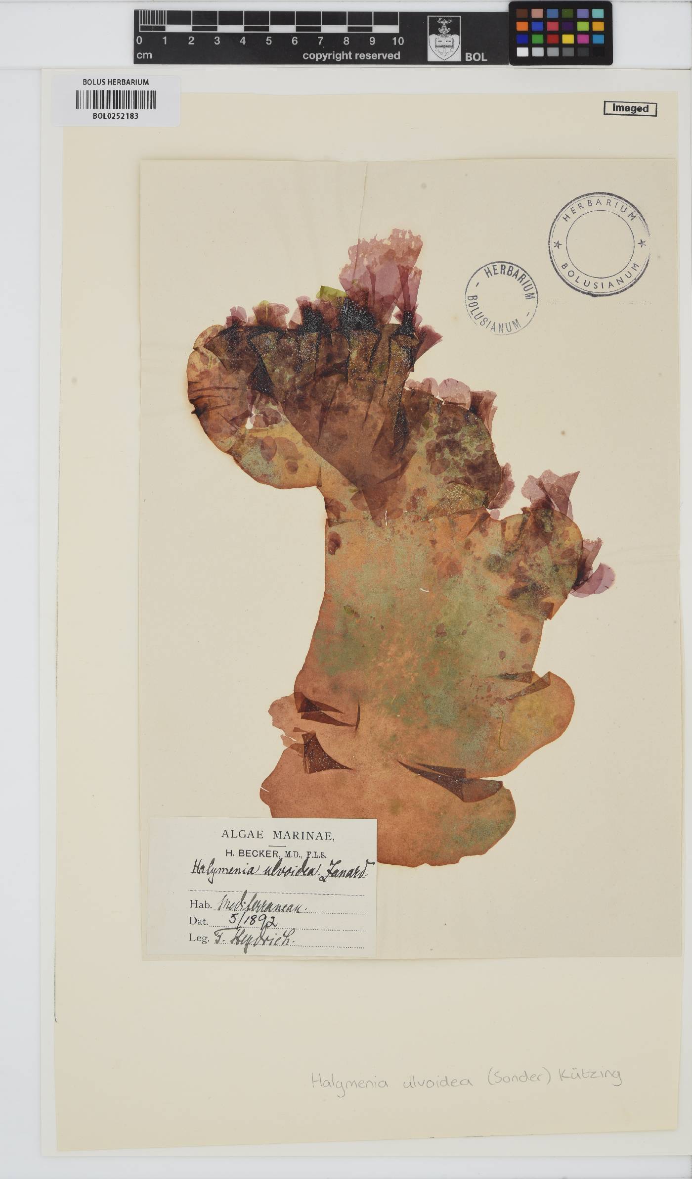Gelinaria ulvoidea image