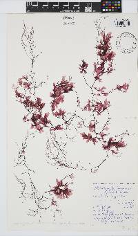 Haraldiophyllum bonnemaisonii image