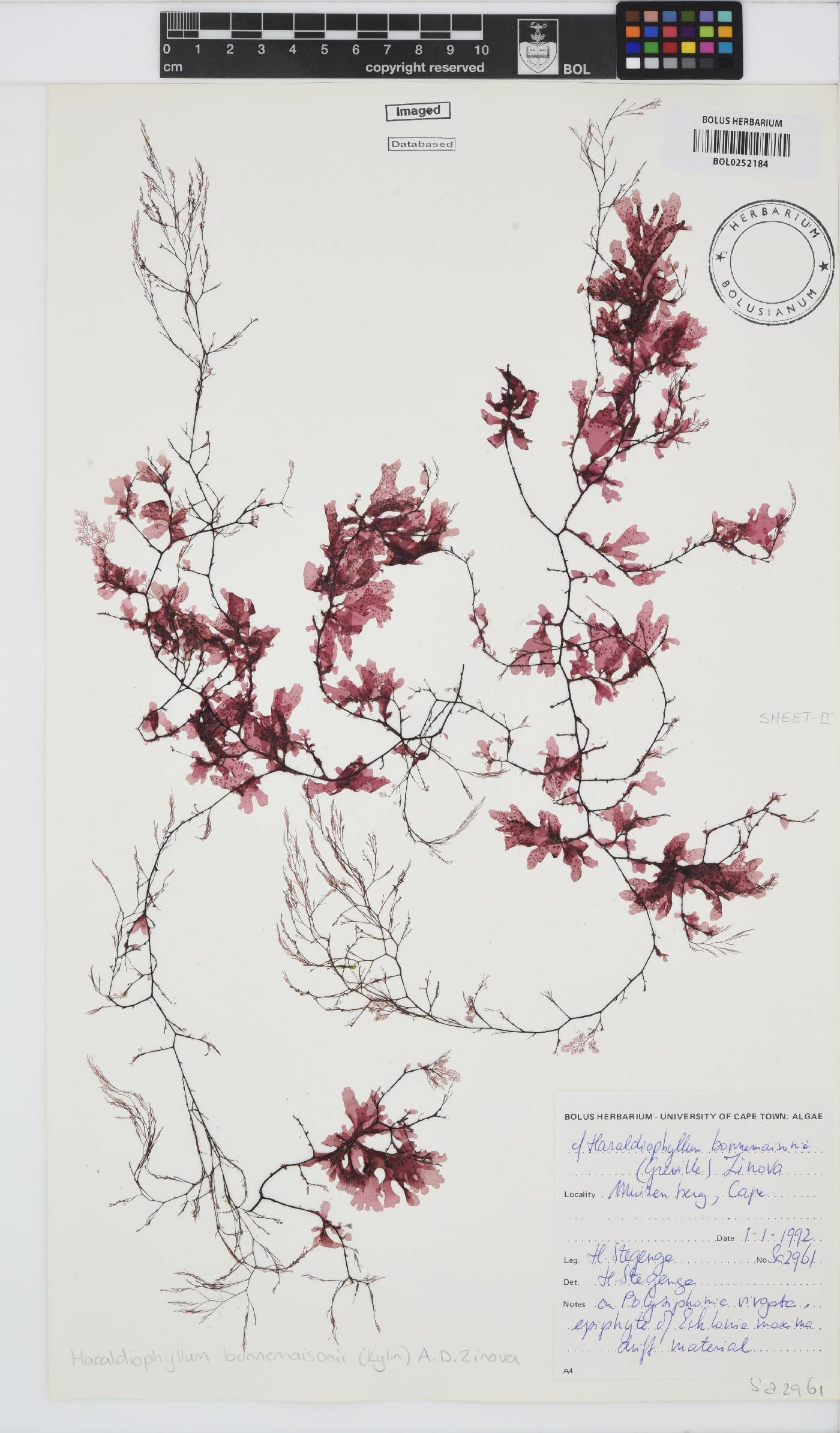 Haraldiophyllum bonnemaisonii image