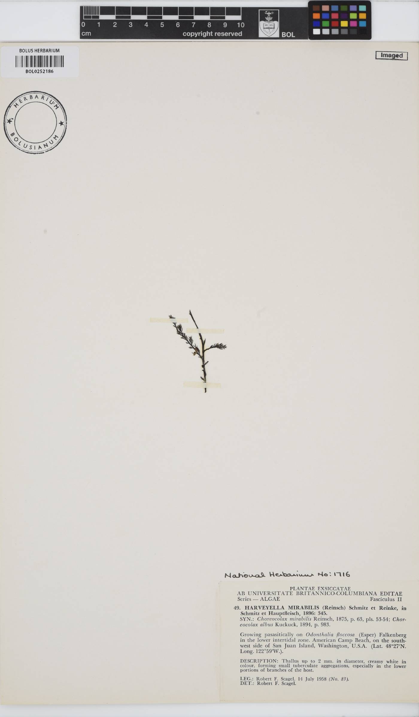 Harveyella mirabilis image