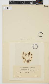 Harveyella mirabilis image