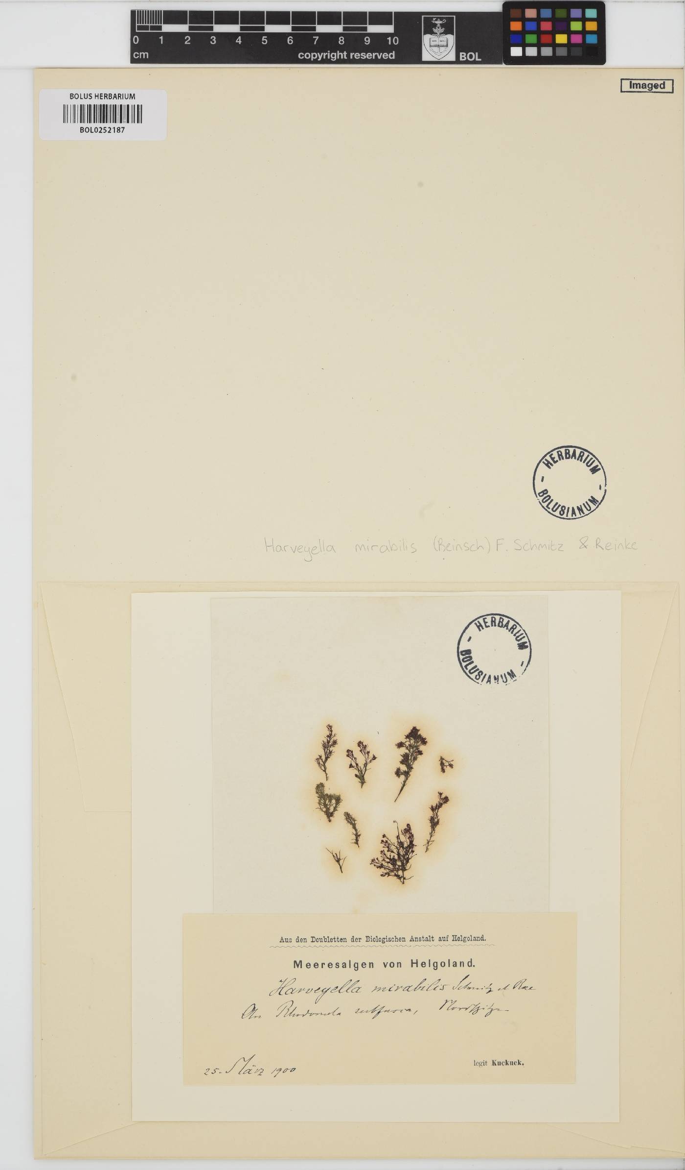 Harveyella image