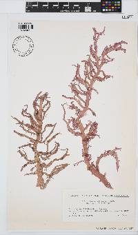 Helminthocladia australis image