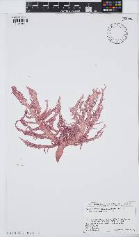 Helminthocladia australis image