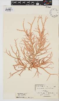 Helminthocladia australis image