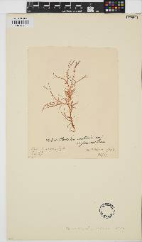 Helminthocladia australis image
