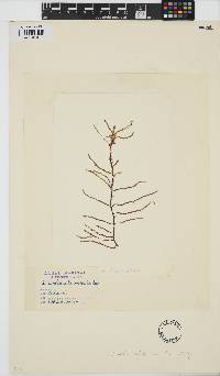 Helminthocladia australis image
