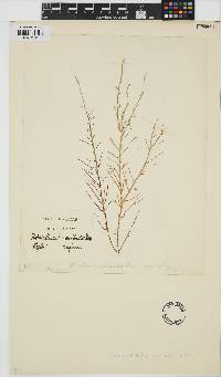 Helminthocladia australis image