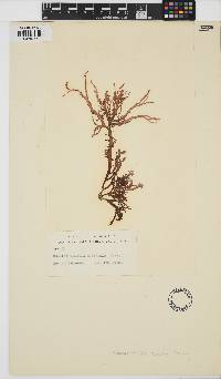 Helminthocladia australis image