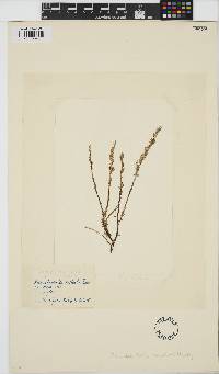 Helminthocladia australis image
