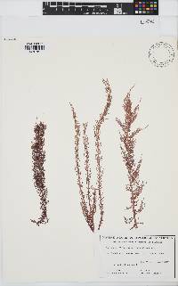 Image of Helminthocladia beaugleholei