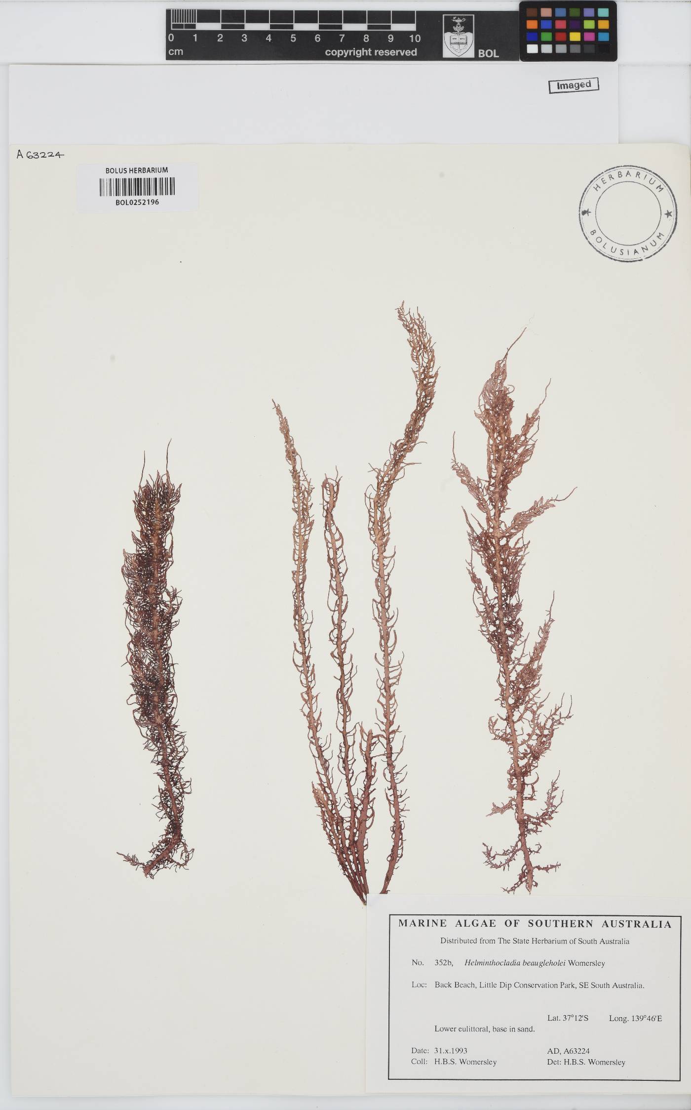 Helminthocladia image