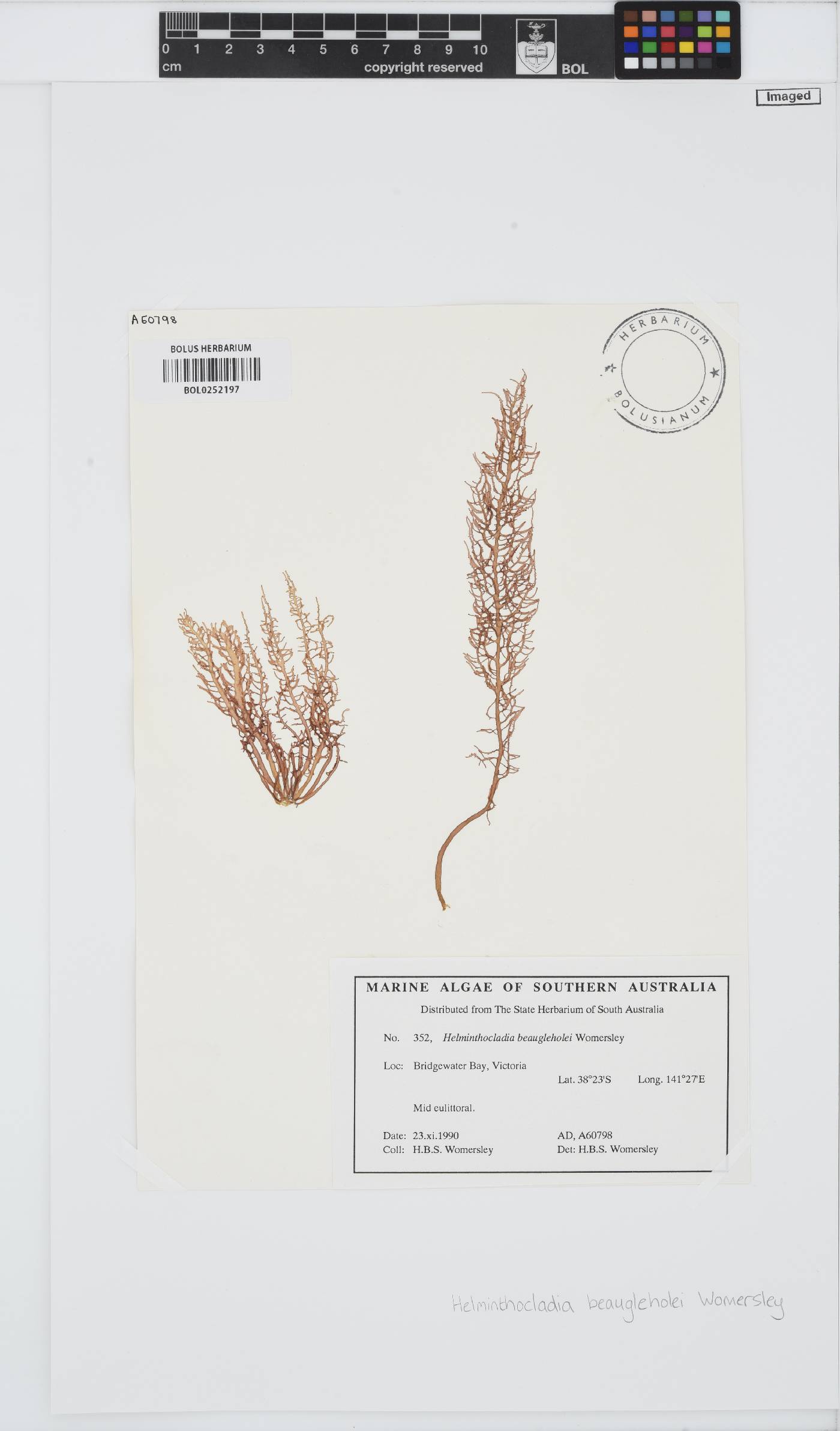Helminthocladia beaugleholei image
