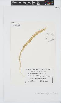 Helminthocladia beaugleholei image
