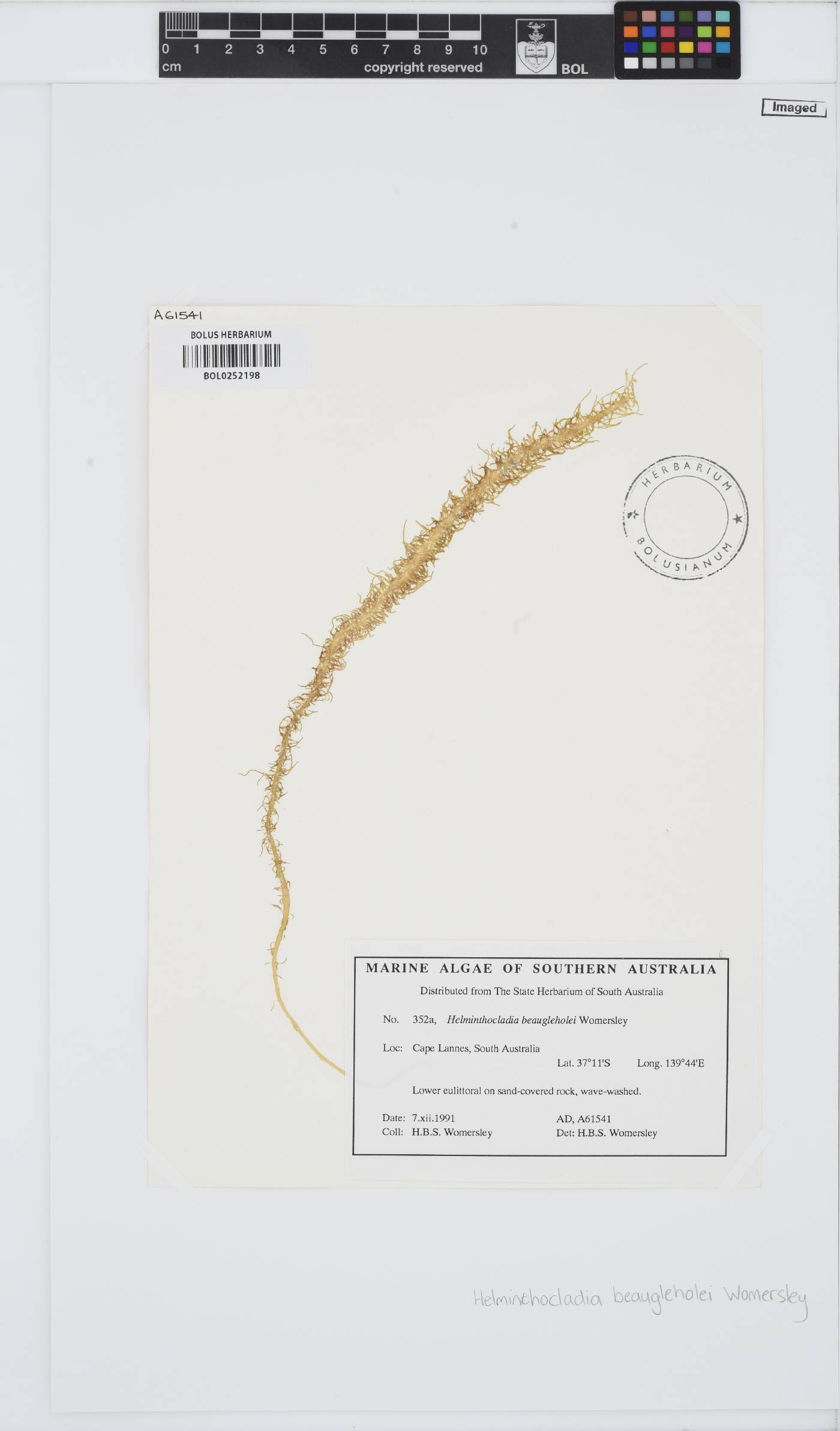 Helminthocladia beaugleholei image