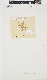 Helminthocladia australis image