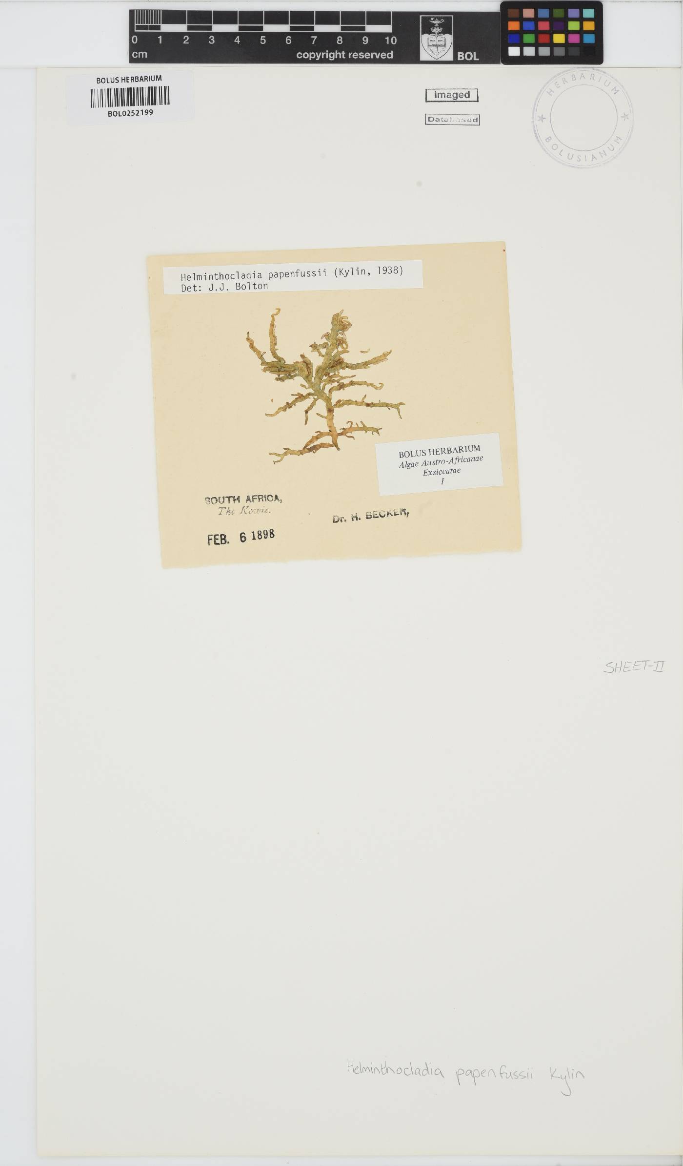 Helminthocladia australis image