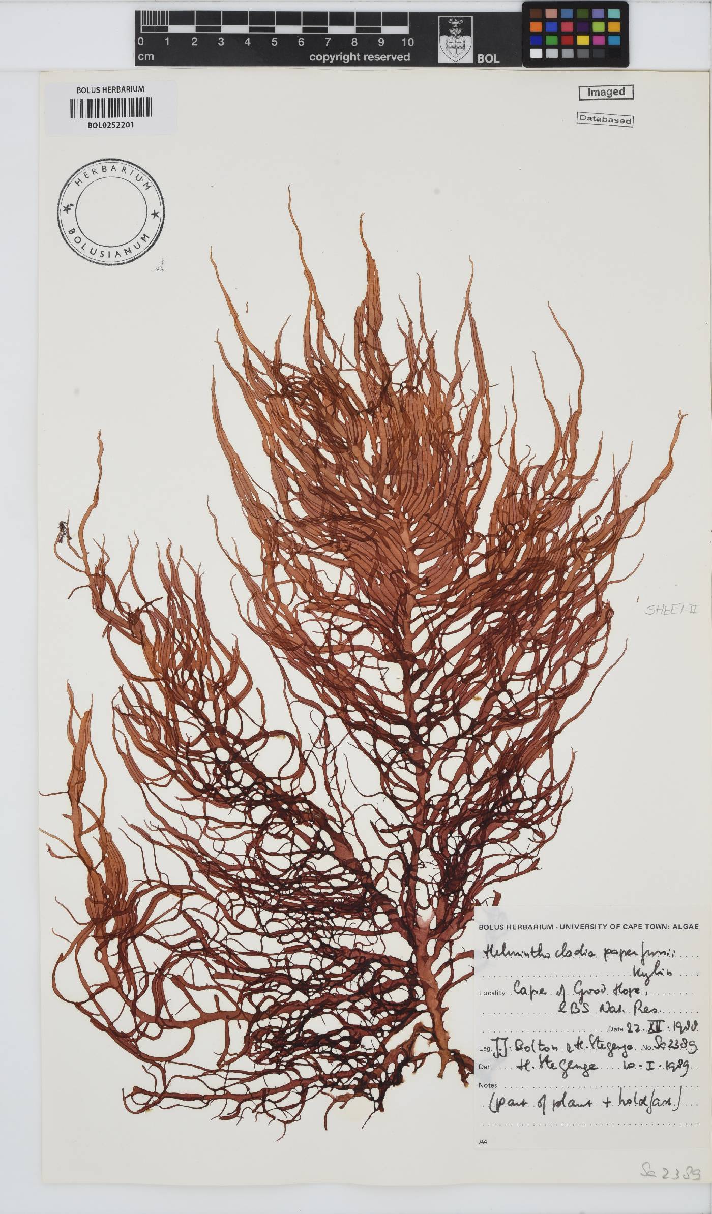 Helminthocladia australis image