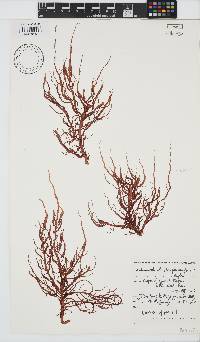 Helminthocladia australis image