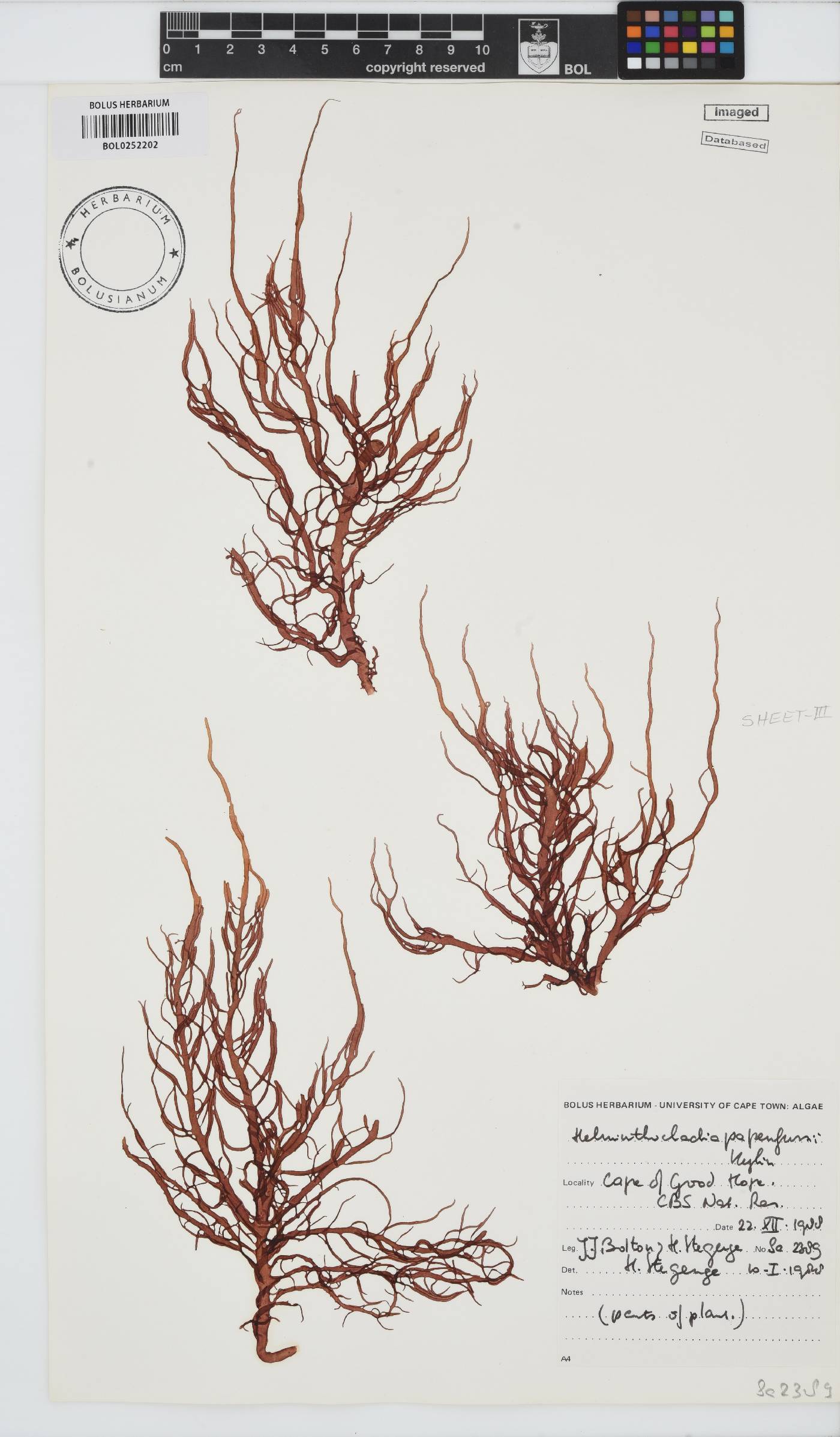 Helminthocladia australis image