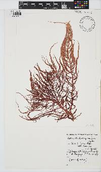 Helminthocladia australis image