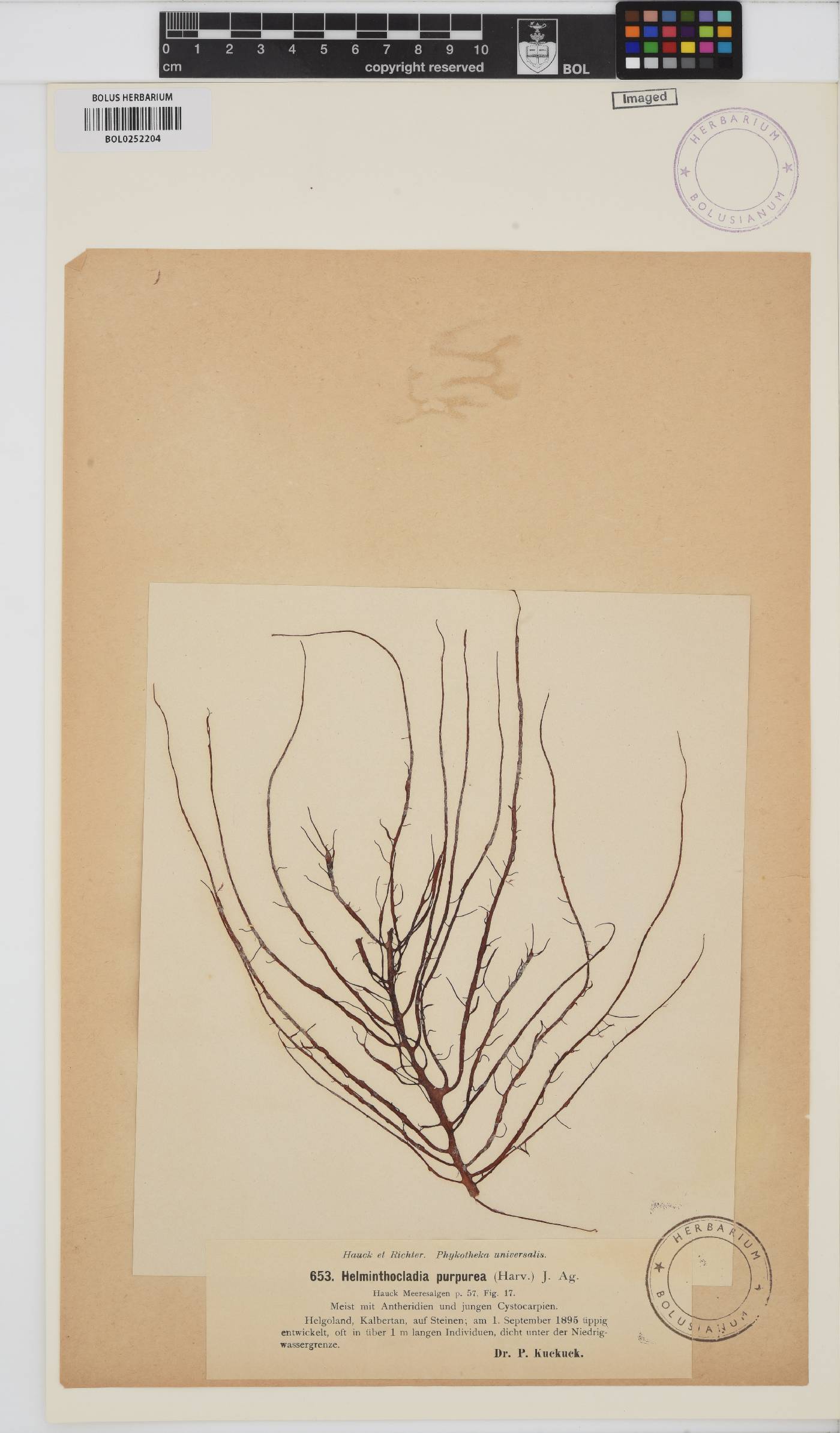 Helminthocladia calvadosii image