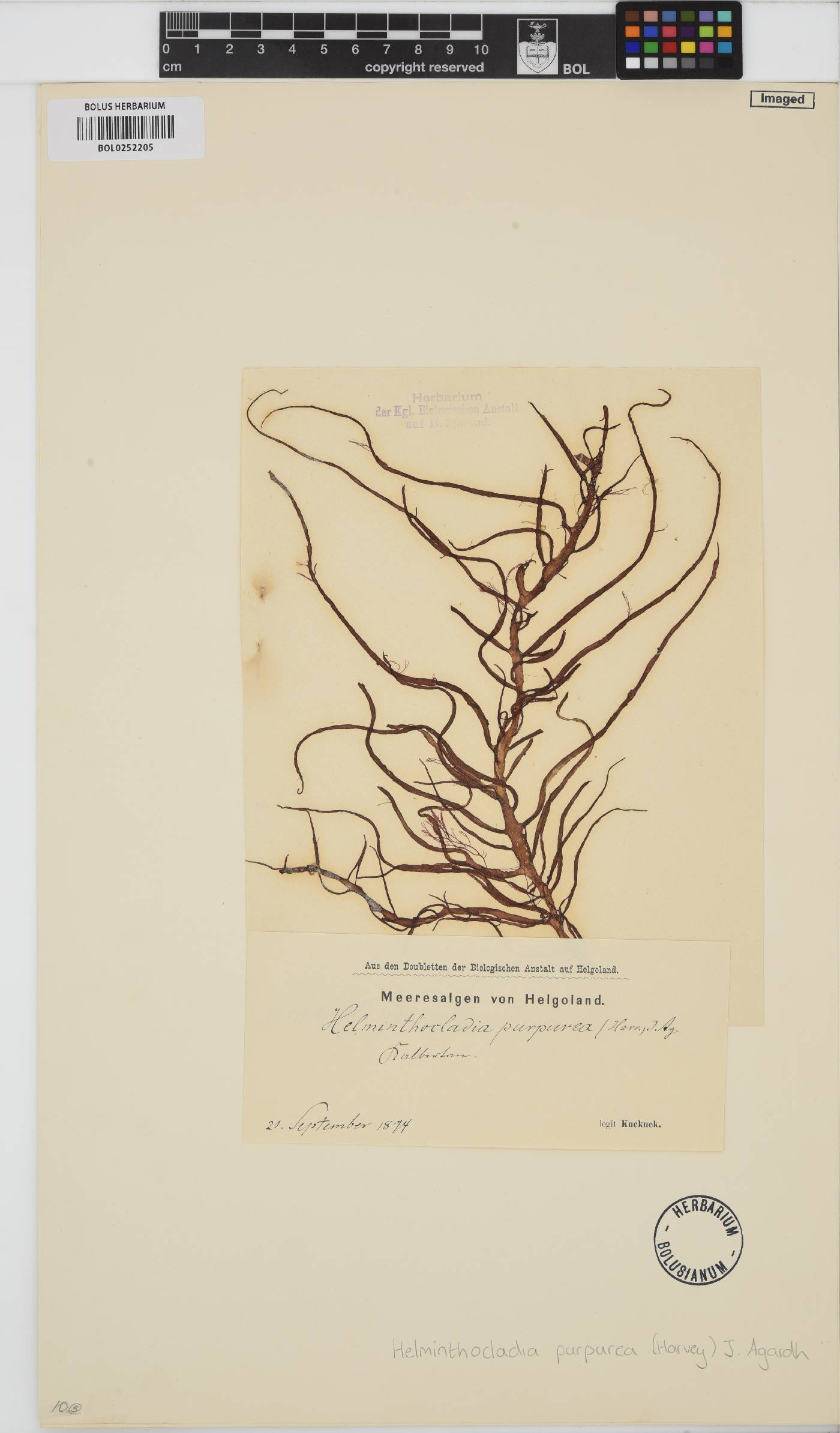 Helminthocladia calvadosii image