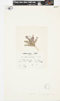 Image of Hydrolithon cymodoceae