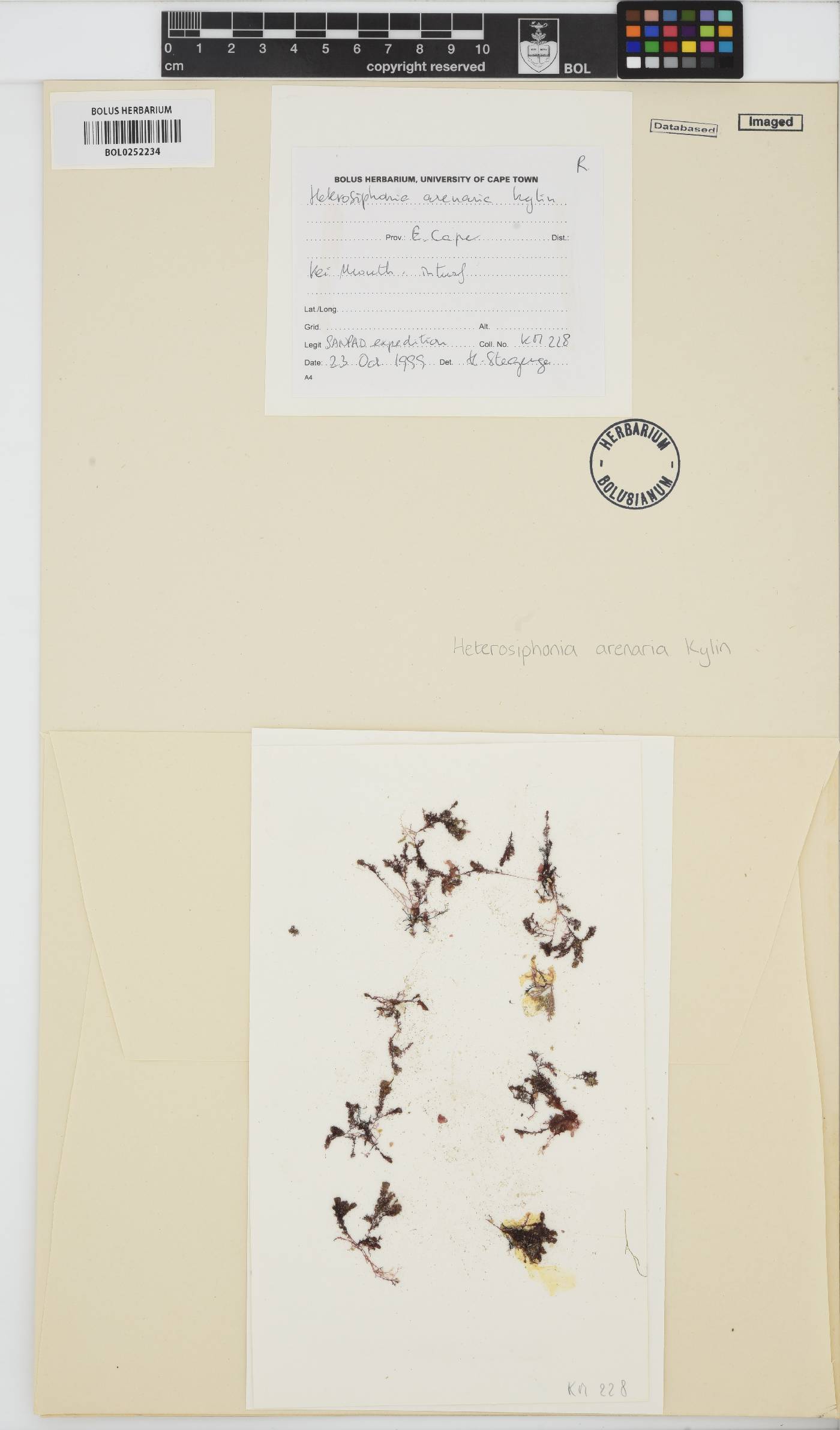 Heterosiphonia arenaria image