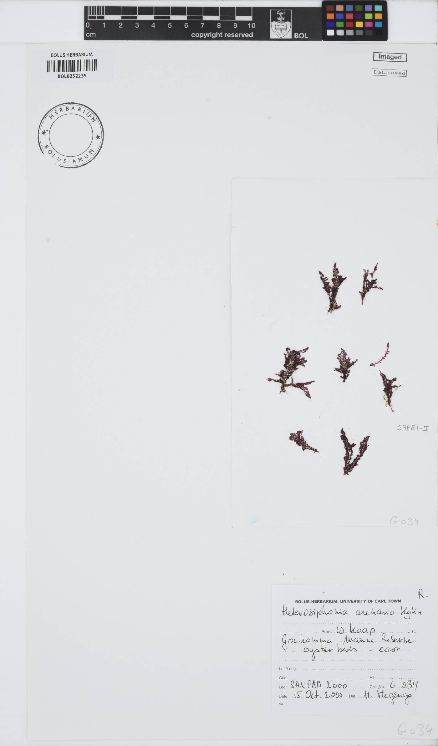 Heterosiphonia arenaria image