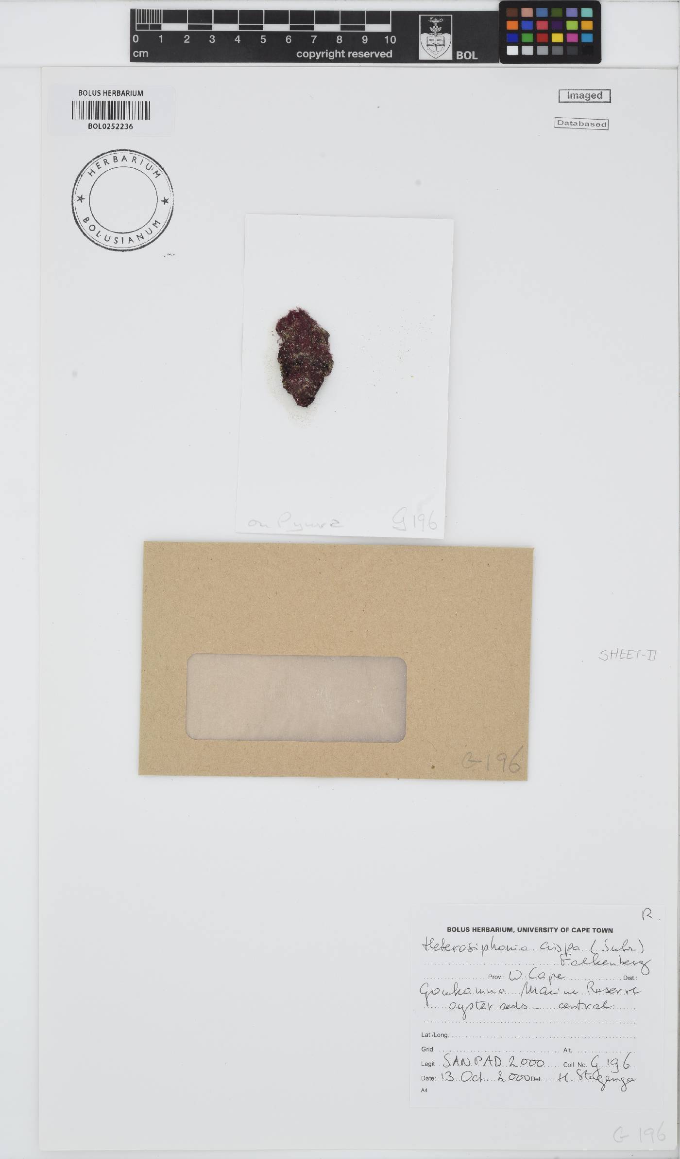 Heterosiphonia crispa image