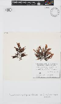 Heterothamnion episiliquosum image