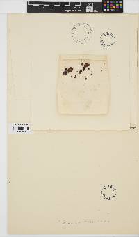 Hildenbrandia rubra image
