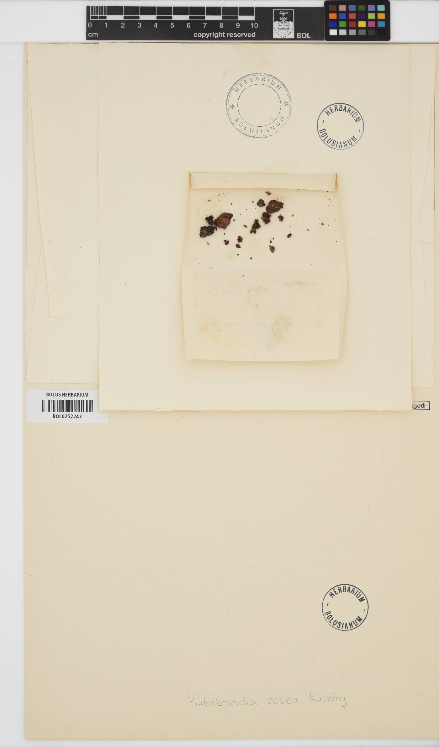 Hildenbrandia rubra image