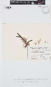 Image of Hirsutithallia mucronata