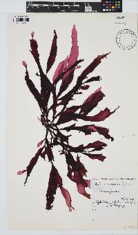 Holmesia capensis image