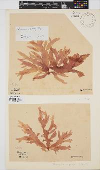 Holmesia capensis image