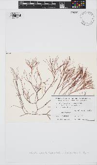 Image of Holmsella australis