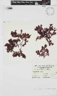 Image of Hymenena endiviifolia